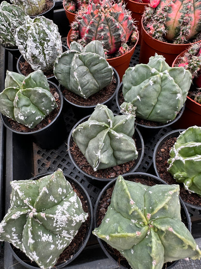 Walnuss 7cm / Kaktus Echinopsis tubiflora / Bunte natürliche lebende Pflanzen Sukkulenten