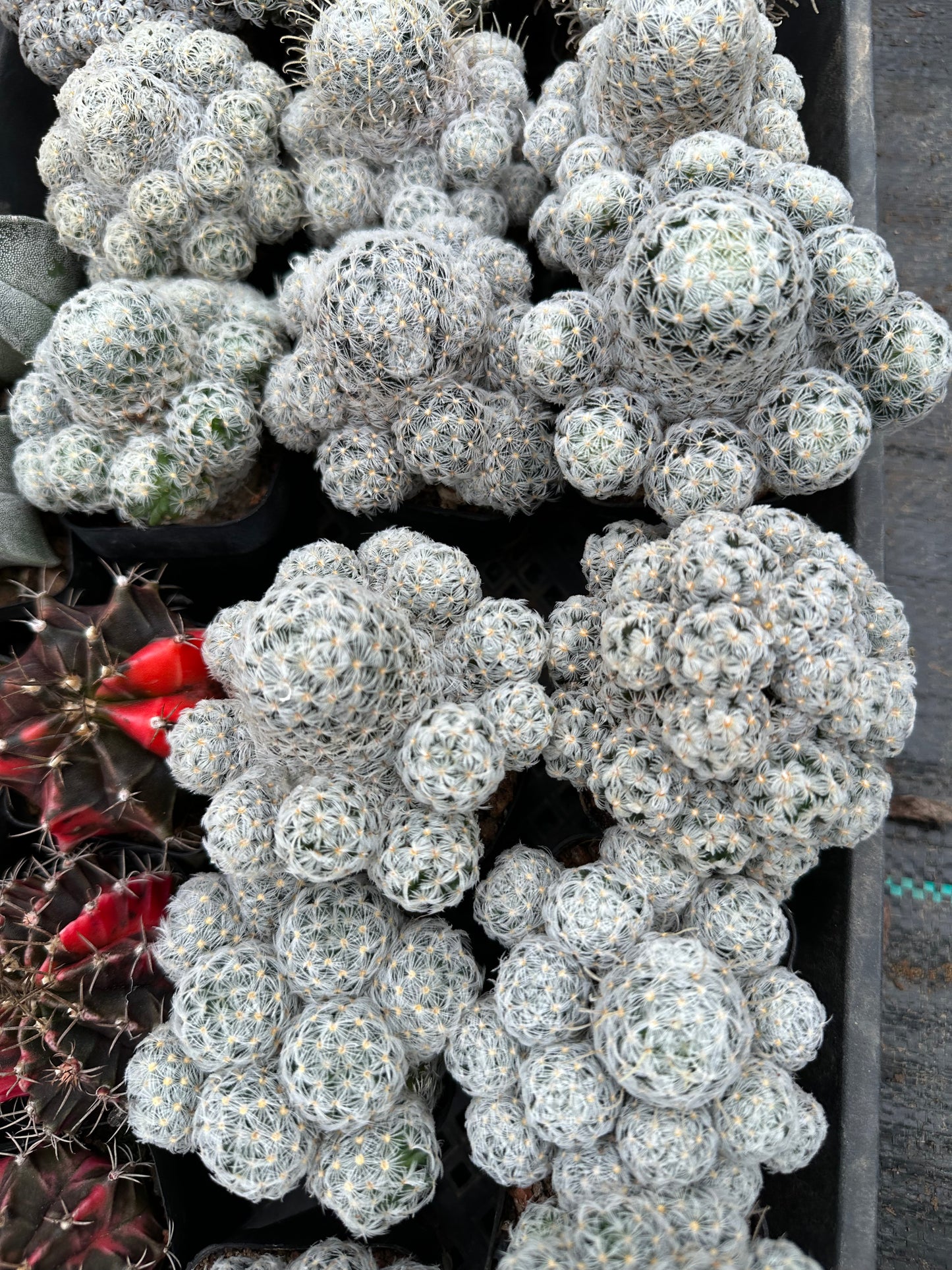 Mammillariaduwei Cluster 8cm / Kaktus Echinopsis tubiflora / Bunte natürliche lebende Pflanzen Sukkulenten