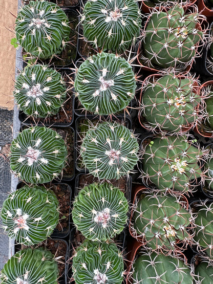 Stenocactus multicostatus 5 cm / Kaktus Echinopsis tubiflora / Bunte natürliche lebende Pflanzen Sukkulenten