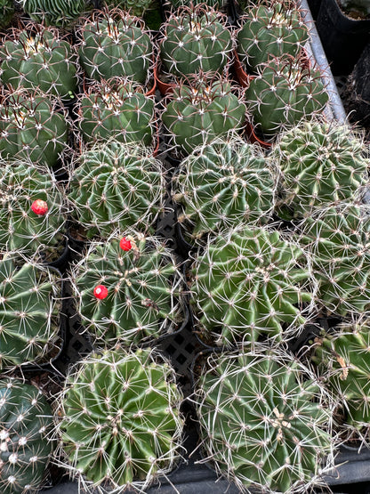 Thelocactus setispinus 7cm/ Cactus Echinopsis tubiflora / Variegated Natural Live Plants Succulents