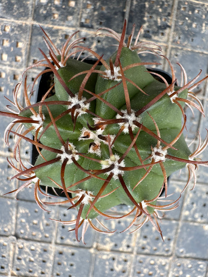 Melocactus harlowii 6cm/ Kaktus Echinopsis tubiflora / Bunte natürliche lebende Pflanzen Sukkulenten