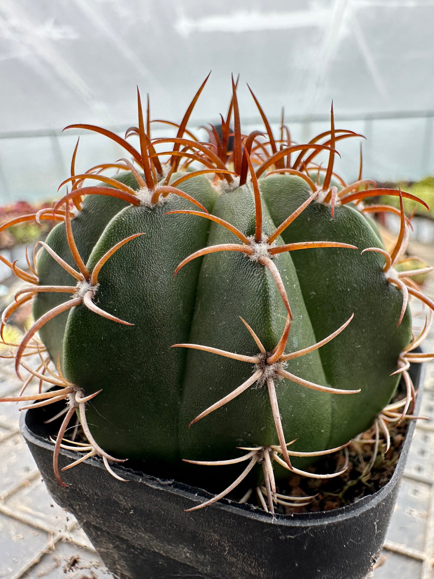 Melocactus harlowii 6cm/ Kaktus Echinopsis tubiflora / Bunte natürliche lebende Pflanzen Sukkulenten