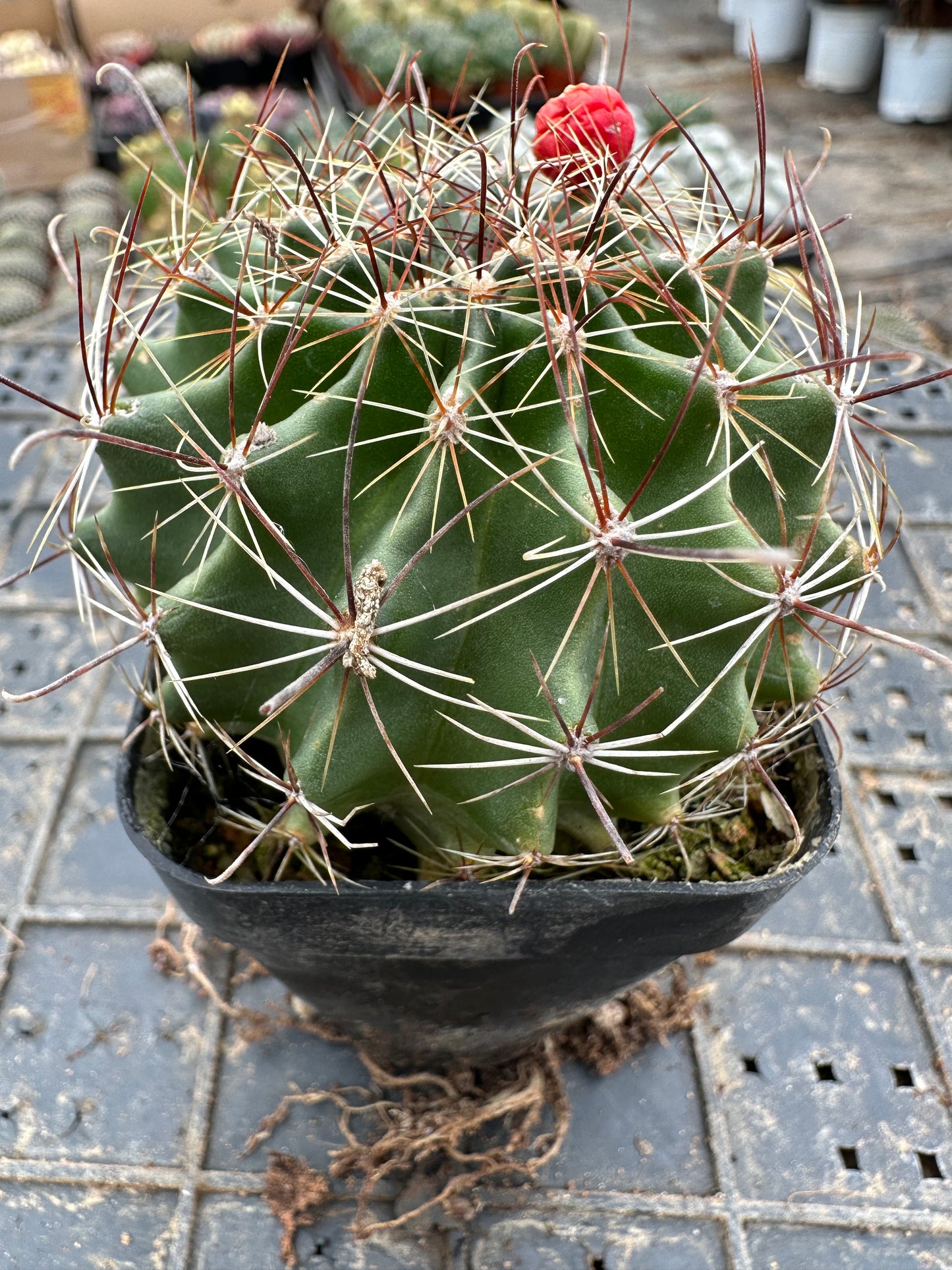 Thelocactus setispinus 7cm/ Kaktus Echinopsis tubiflora / Bunte natürliche lebende Pflanzen Sukkulenten