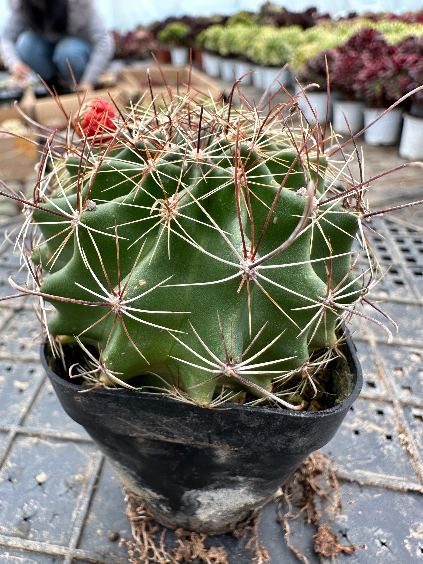 Thelocactus setispinus 7cm/ Kaktus Echinopsis tubiflora / Bunte natürliche lebende Pflanzen Sukkulenten