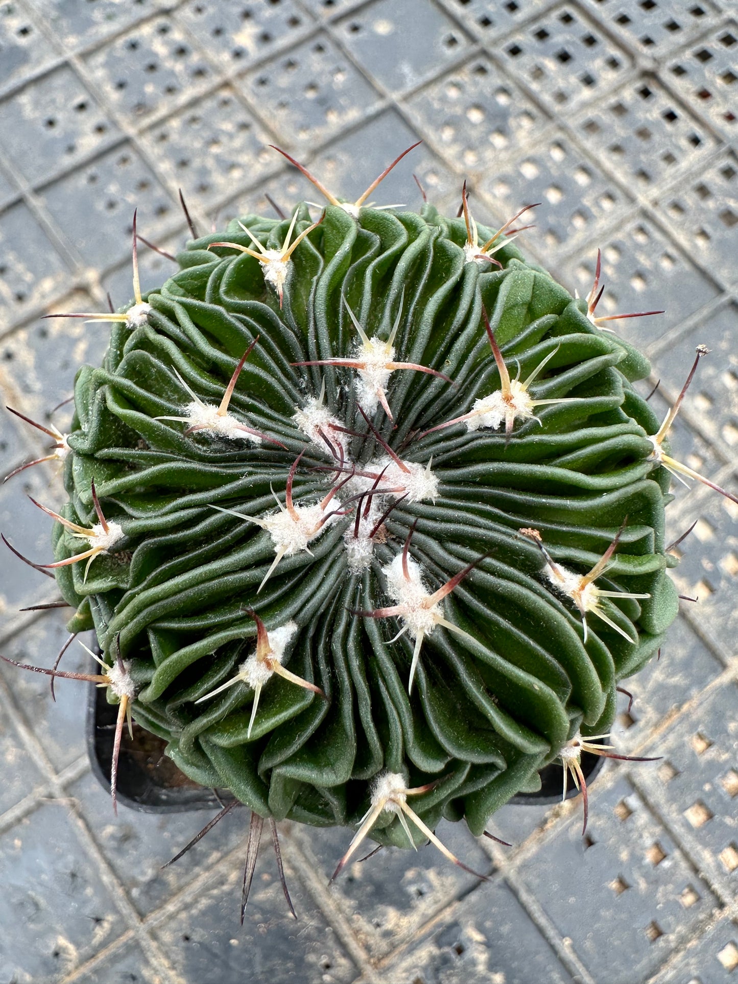 Stenocactus multicostatus 5 cm / Kaktus Echinopsis tubiflora / Bunte natürliche lebende Pflanzen Sukkulenten