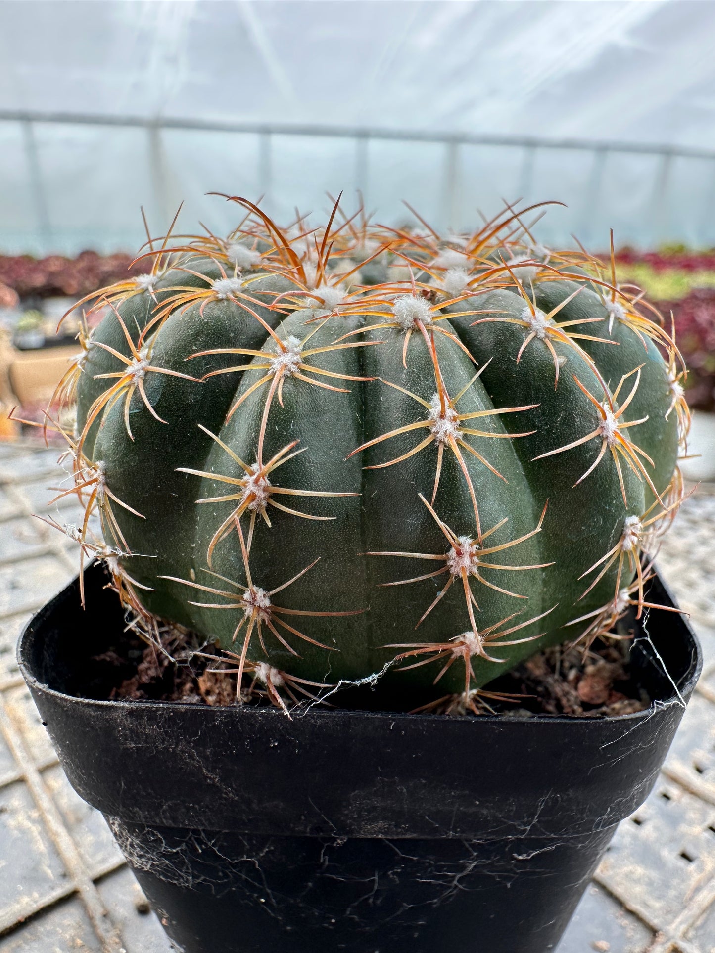 Parodia crassigibba (F. Ritter) N. P. Taylor 5cm/ Kaktus Echinopsis tubiflora / Bunte natürliche lebende Pflanzen Sukkulenten