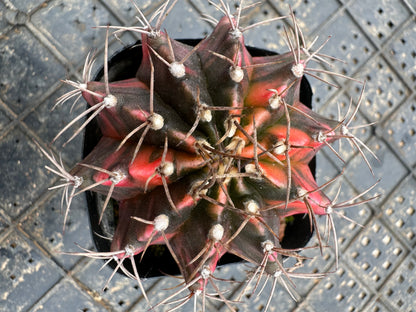 Gymnocalycium stenopleurum variegata 5cm/ Kaktus Echinopsis tubiflora / Bunte natürliche lebende Pflanzen Sukkulenten
