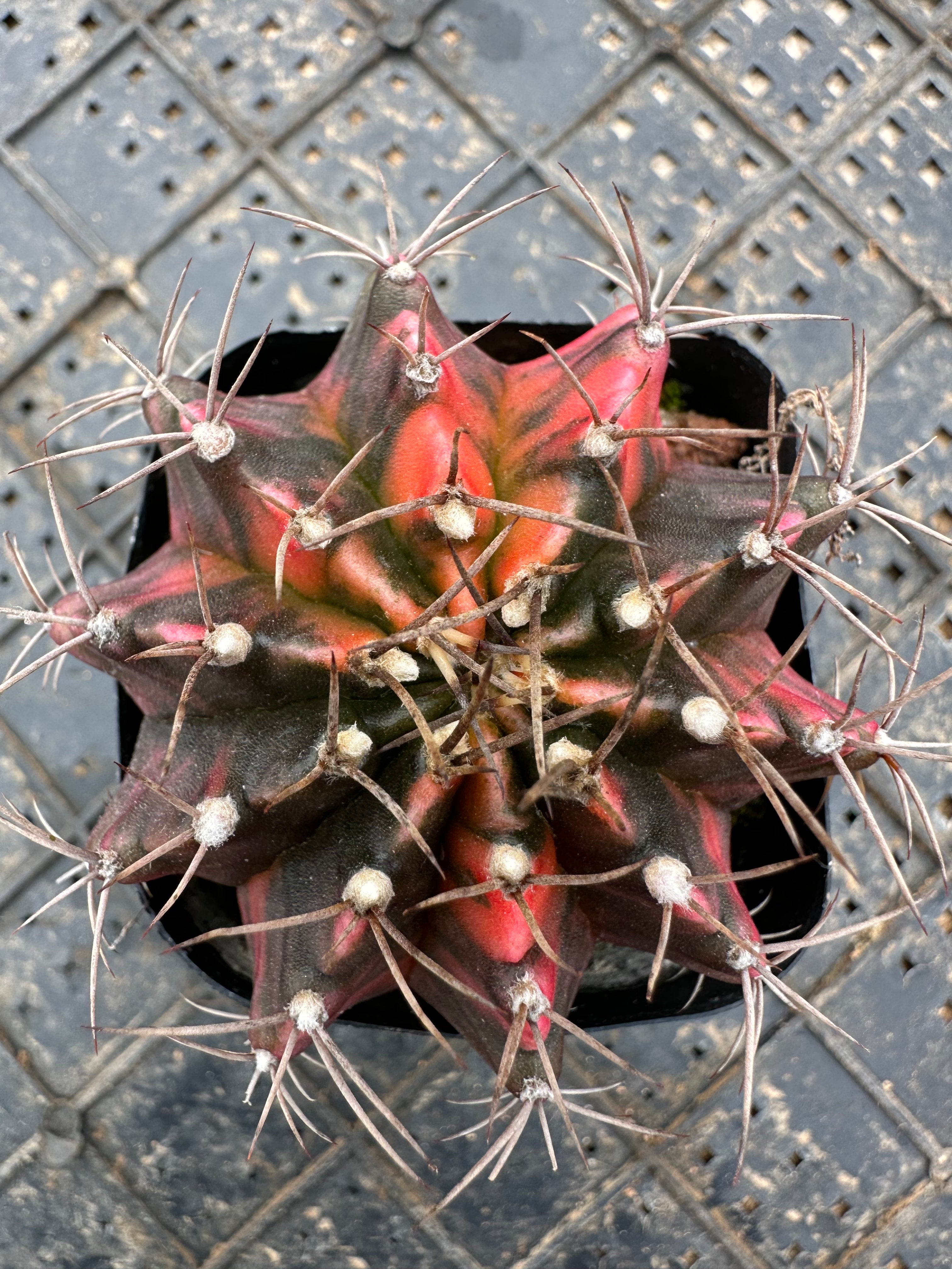 Gymnocalycium stenopleurum variegata 5cm/ Cactus Echinopsis tubiflora ...