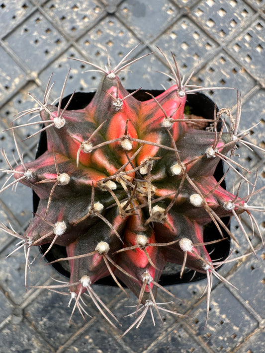 Gymnocalycium stenopleurum variegata 5cm/ Kaktus Echinopsis tubiflora / Bunte natürliche lebende Pflanzen Sukkulenten