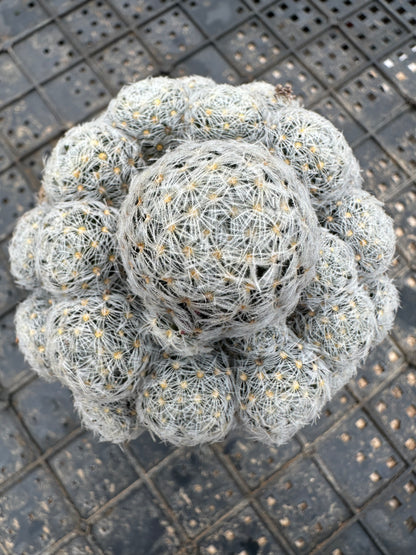Mammillariaduwei Cluster 8cm / Kaktus Echinopsis tubiflora / Bunte natürliche lebende Pflanzen Sukkulenten