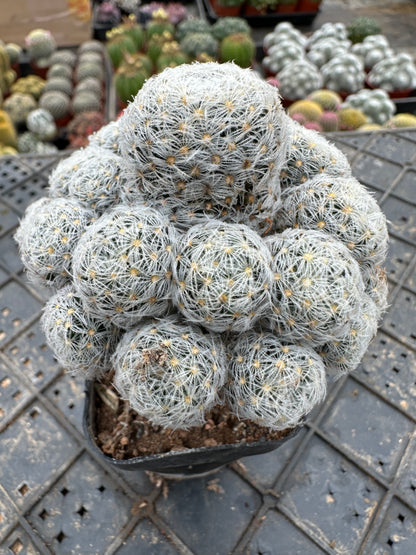 Mammillariaduwei cluster 8cm / Cactus Echinopsis tubiflora / Variegated Natural Live Plants Succulents