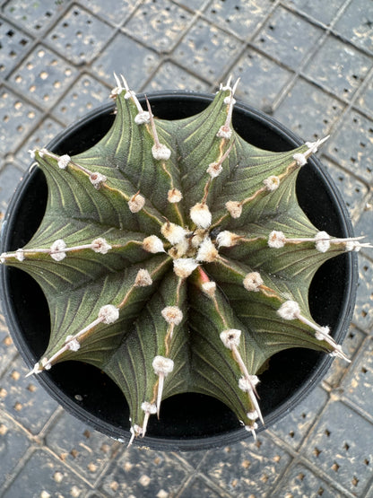 Gymnocalycium stenopleurum var.7cm/ Kaktus Echinopsis tubiflora / Bunte natürliche lebende Pflanzen Sukkulenten