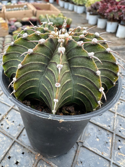 Gymnocalycium stenopleurum var.7cm/ Cactus Echinopsis tubiflora / Variegated Natural Live Plants Succulents