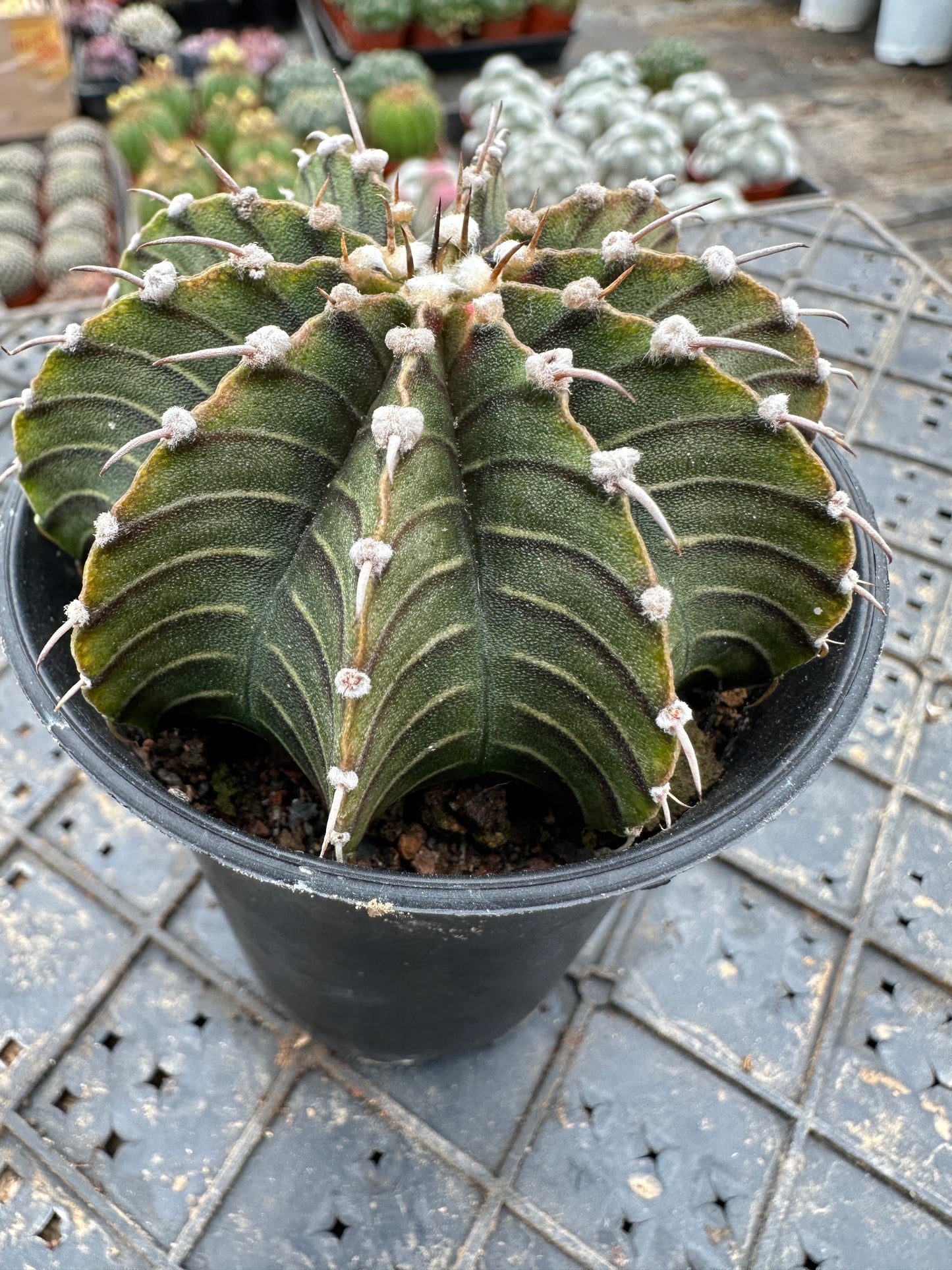 Gymnocalycium stenopleurum var.7cm/ Kaktus Echinopsis tubiflora / Bunte natürliche lebende Pflanzen Sukkulenten