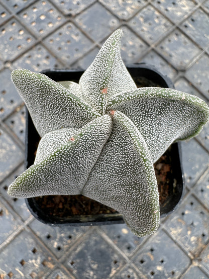 Astrophytum myriostigma 5cm/ Kaktus Echinopsis tubiflora / Bunte natürliche lebende Pflanzen Sukkulenten