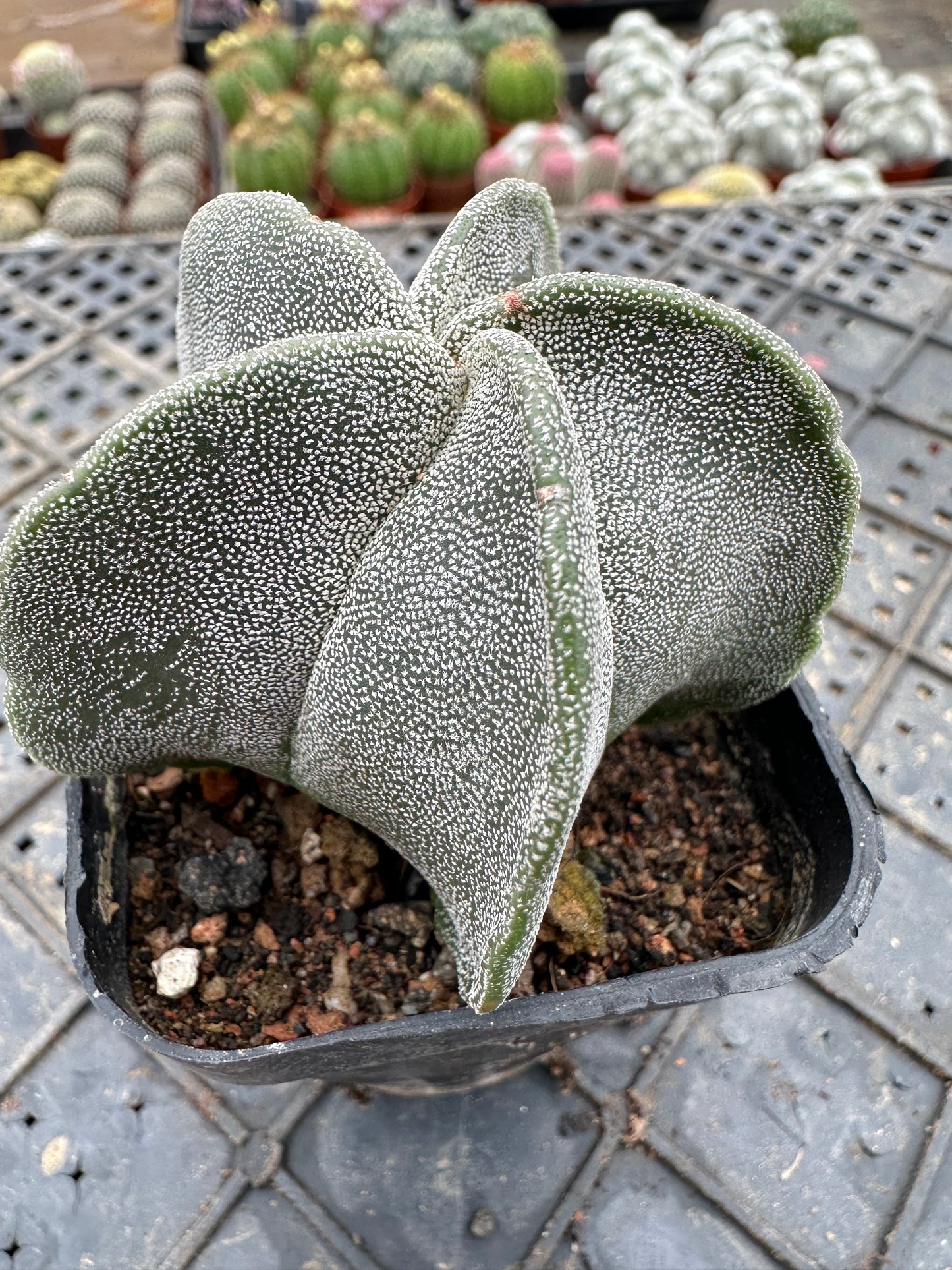 Astrophytum myriostigma 5cm/ Kaktus Echinopsis tubiflora / Bunte natürliche lebende Pflanzen Sukkulenten