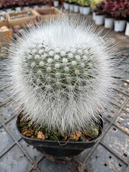 Parodia scopa var. albispinus 5.5cm/ Cactus Echinopsis tubiflora / Variegated Natural Live Plants Succulents