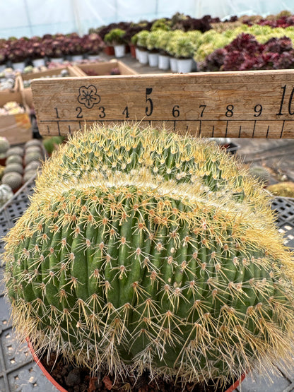 Parodia schumanniana mit Haube 10 cm / Kaktus Echinopsis tubiflora / Bunte natürliche lebende Pflanzen Sukkulenten