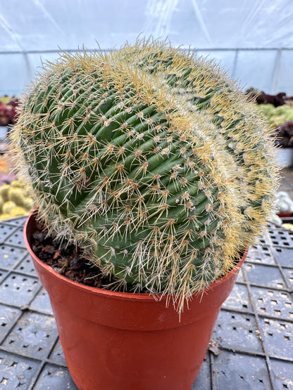 Parodia schumanniana crested 10cm/ Cactus Echinopsis tubiflora / Variegated Natural Live Plants Succulents