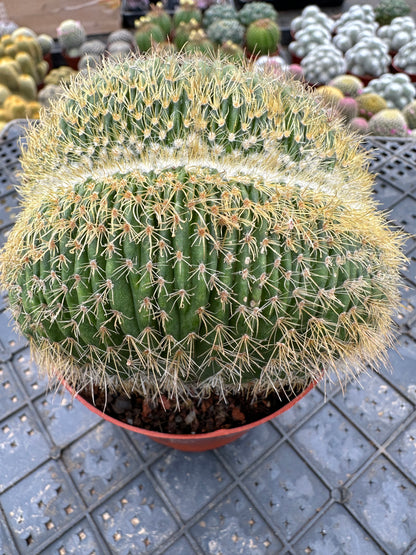 Parodia schumanniana crested 10cm/ Cactus Echinopsis tubiflora / Variegated Natural Live Plants Succulents