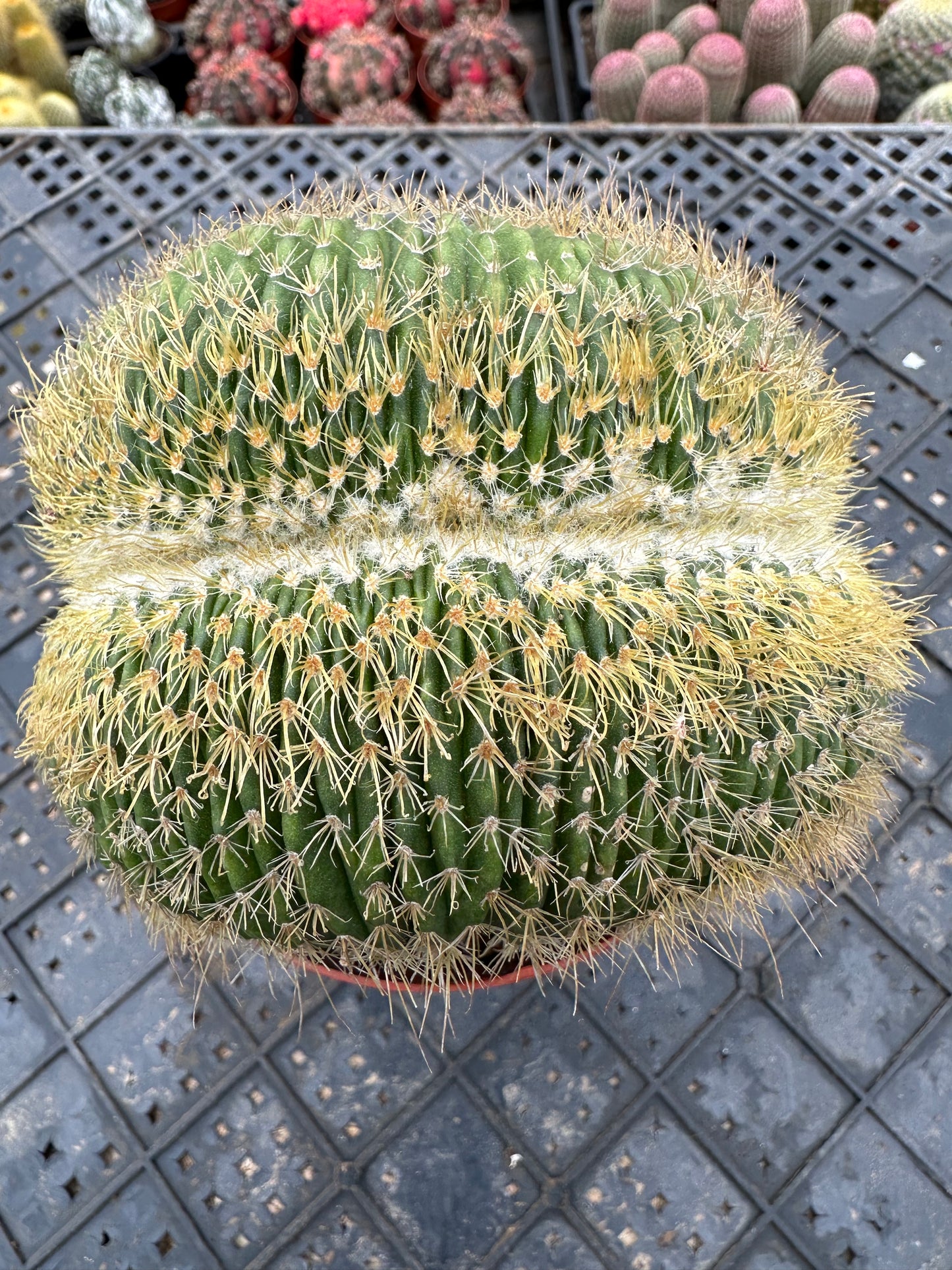 Parodia schumanniana mit Haube 10 cm / Kaktus Echinopsis tubiflora / Bunte natürliche lebende Pflanzen Sukkulenten