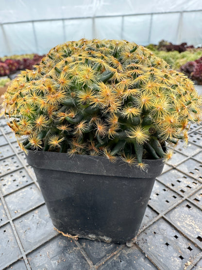 Mammillaria schiedeana cluster 9cm/ Cactus Echinopsis tubiflora / Variegated Natural Live Plants Succulents