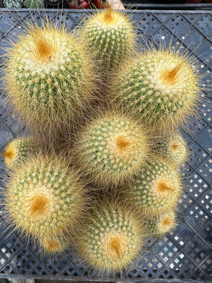Parodia leninghausii (Haage) F.H. Brandt cluster 16cm/ Cactus Echinopsis tubiflora / Variegated Natural Live Plants Succulents