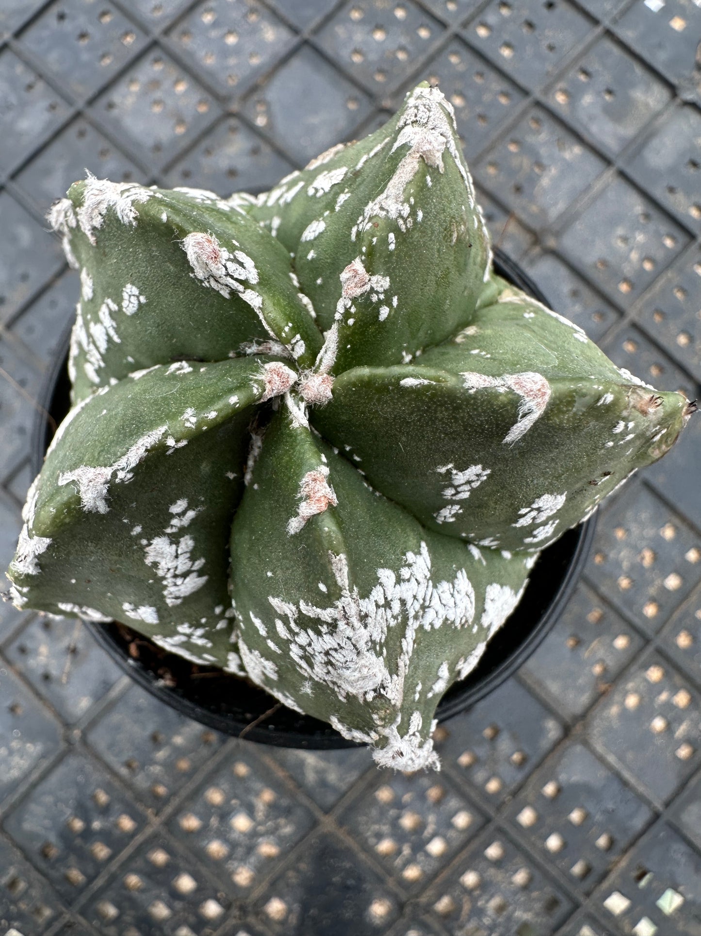 Walnuss 7cm / Kaktus Echinopsis tubiflora / Bunte natürliche lebende Pflanzen Sukkulenten