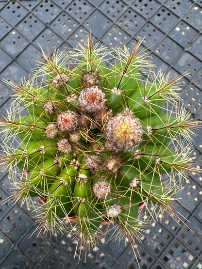 Parodia ottonis 10cm/ Kaktus Echinopsis tubiflora / Bunte natürliche lebende Pflanzen Sukkulenten