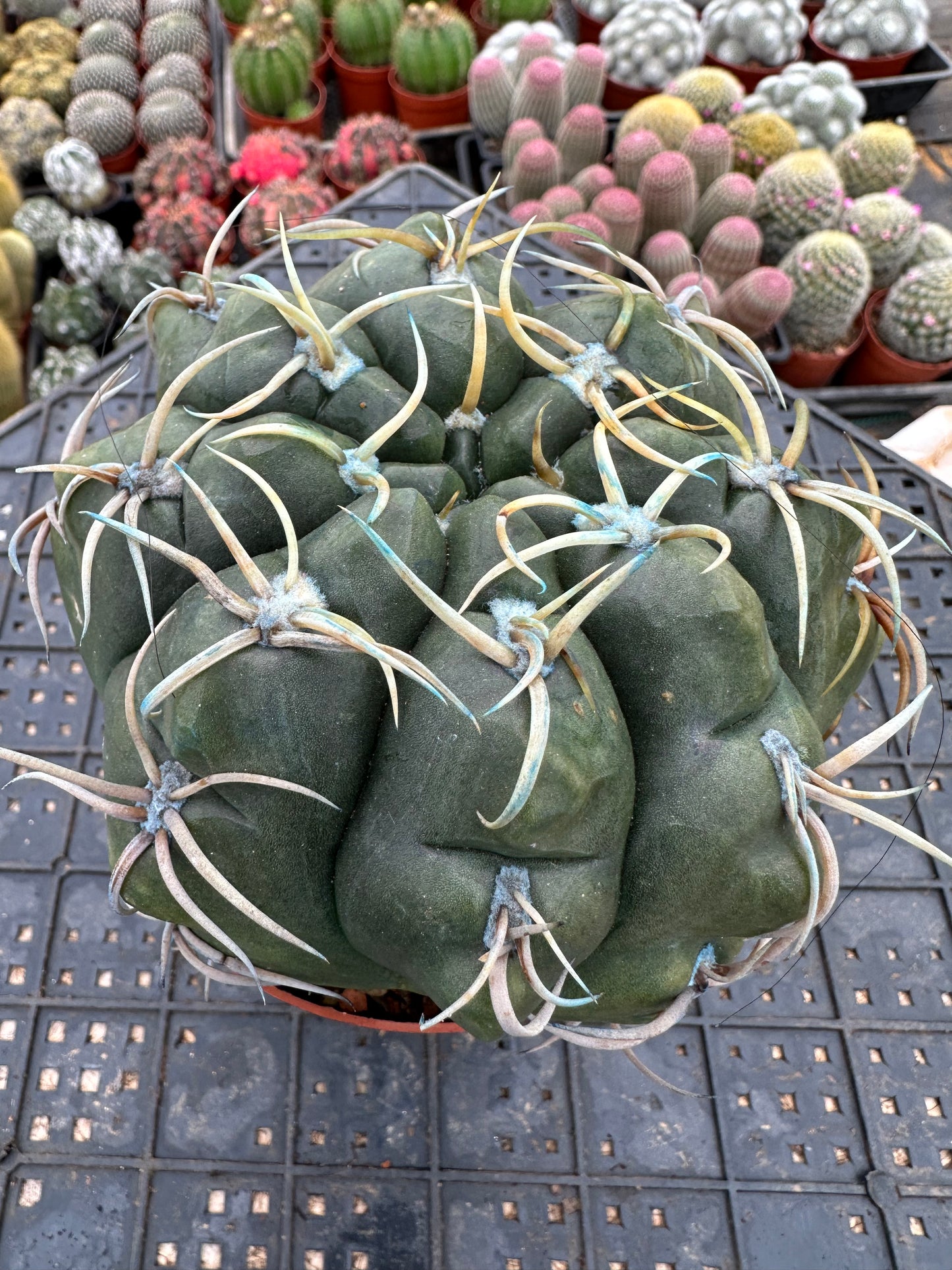 Gymnocalycium paraguayense 11,5 cm/ Kaktus Echinopsis tubiflora / Bunte natürliche lebende Pflanzen Sukkulenten