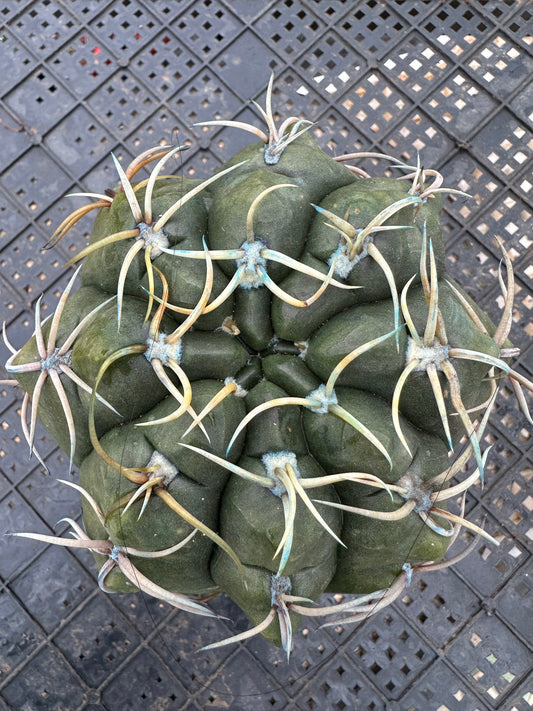 Gymnocalycium paraguayense 11.5cm/ Cactus Echinopsis tubiflora / Variegated Natural Live Plants Succulents