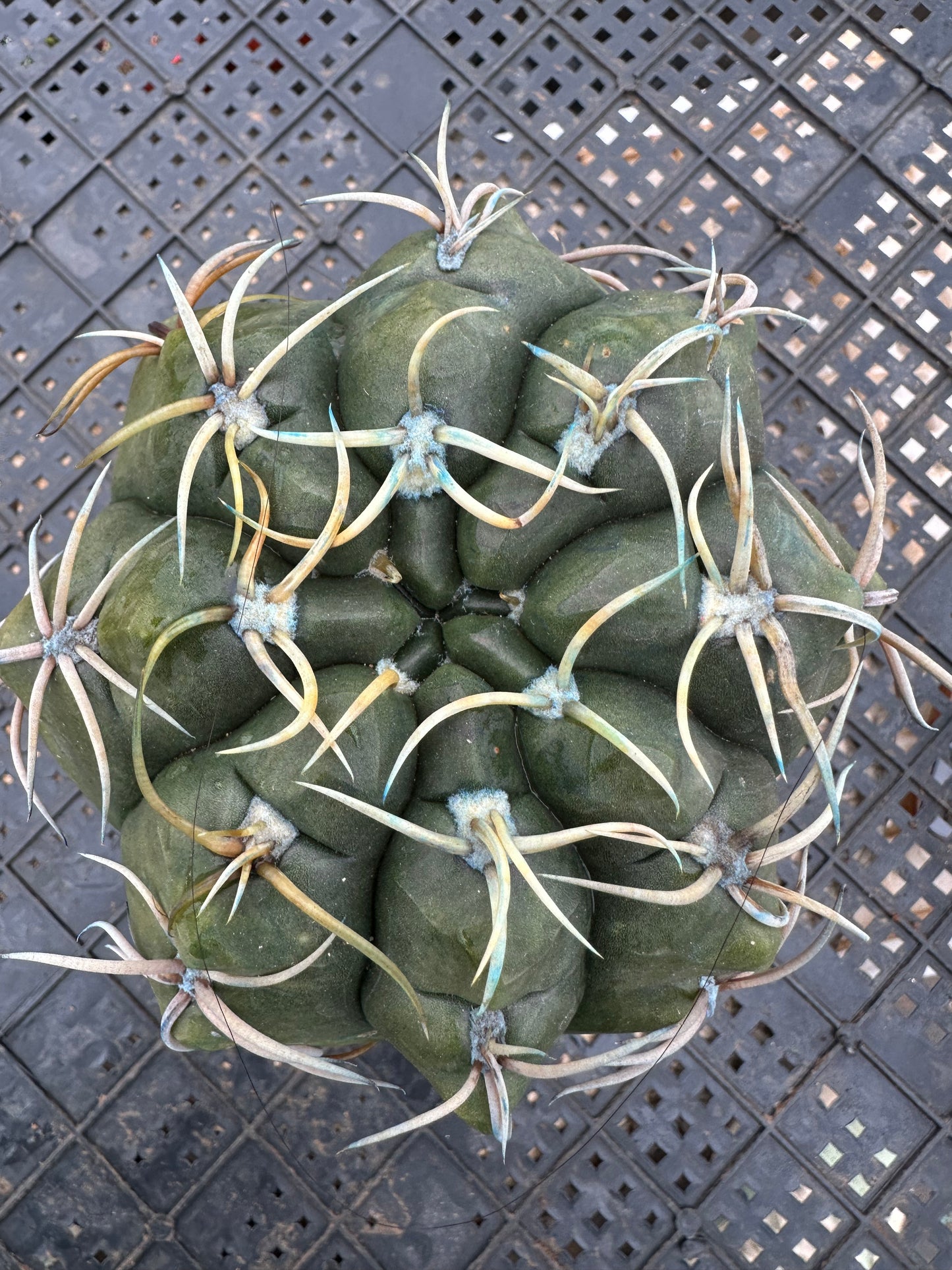 Gymnocalycium paraguayense 11,5 cm/ Kaktus Echinopsis tubiflora / Bunte natürliche lebende Pflanzen Sukkulenten
