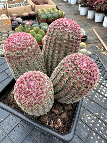 Echinocereus rigidissimus var. rubrispinus cluster 12cm/ Cactus Echinopsis tubiflora / Variegated Natural Live Plants Succulents