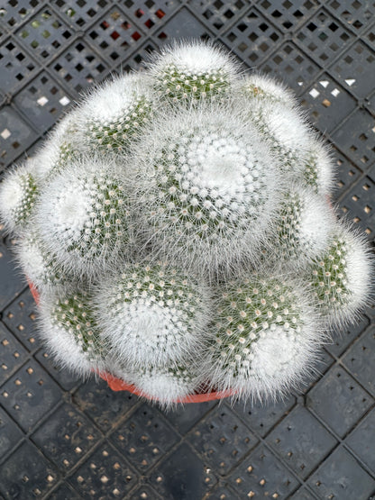 Snow White cluster 12cm/ Cactus Echinopsis tubiflora / Variegated Natural Live Plants Succulents