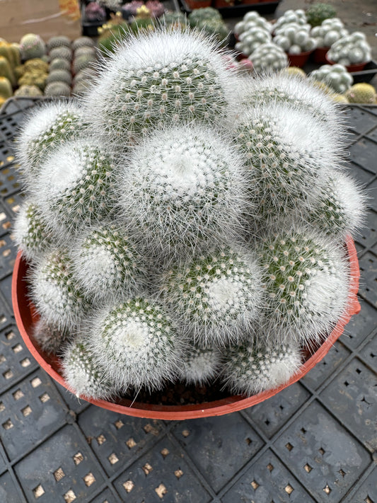 Schneewittchen-Cluster 12 cm / Kaktus Echinopsis tubiflora / Bunte natürliche lebende Pflanzen Sukkulenten