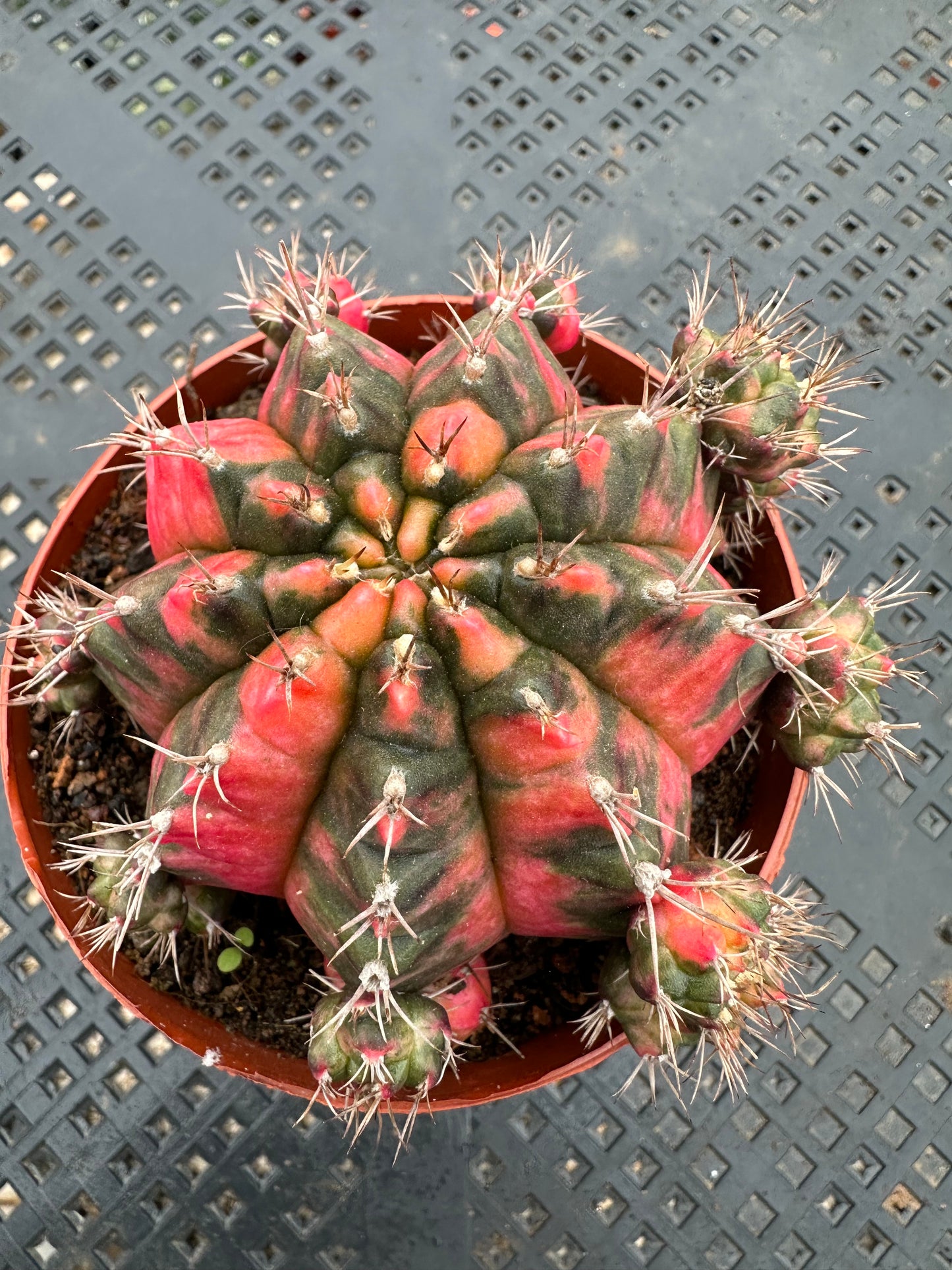 Gymnocalycium mihanovichii var. friedrichii Werderm.10cm/ Cactus Echinopsis tubiflora / Variegated Natural Live Plants Succulents