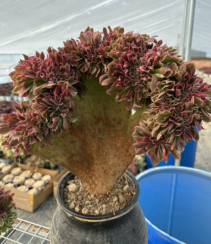 Rosa Hexen-Zugbank mit Haube, 40–45 cm, hat Wurzeln/Aeonium Affix/bunte natürliche lebende Pflanzen, Sukkulenten