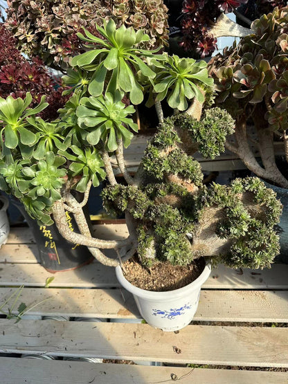 Green Mage crested high50cm/wide50cm has roots/Aeonium Affix / Variegated Natural Live Plants Succulents