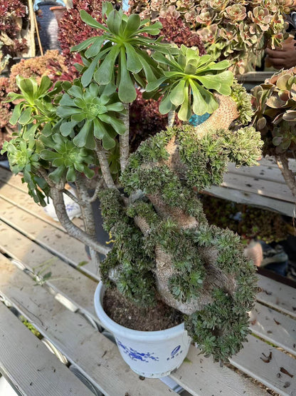 Grüner Magier mit Haube, 50 cm hoch/50 cm breit, hat Wurzeln/Aeonium-Affix/bunte natürliche lebende Pflanzen, Sukkulenten