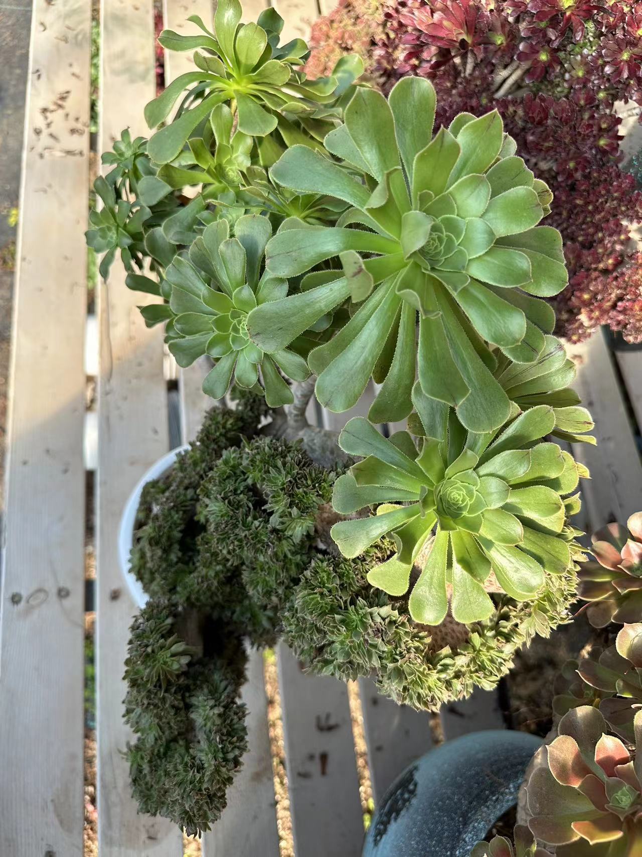 Grüner Magier mit Haube, 50 cm hoch/50 cm breit, hat Wurzeln/Aeonium-Affix/bunte natürliche lebende Pflanzen, Sukkulenten