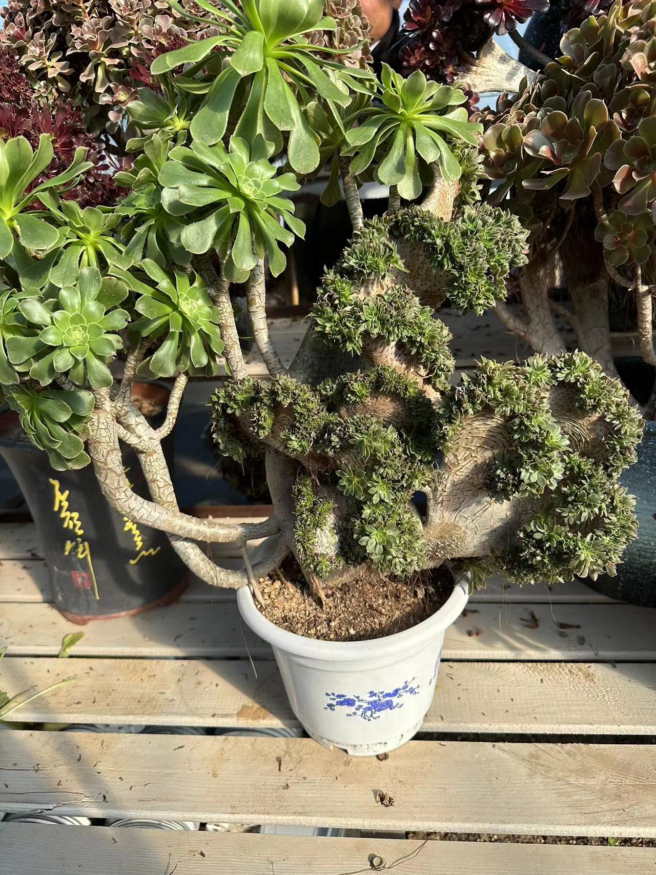 Green Mage crested high50cm/wide50cm has roots/Aeonium Affix / Variegated Natural Live Plants Succulents