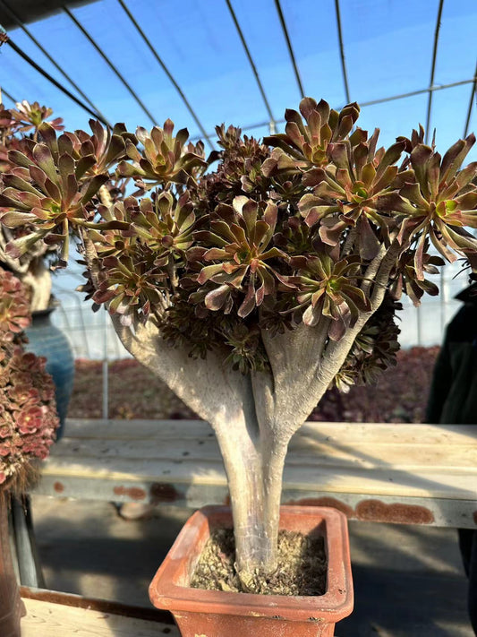 Grey Mage crested high50cm/wide35cm has roots/Aeonium Affix / Variegated Natural Live Plants Succulents