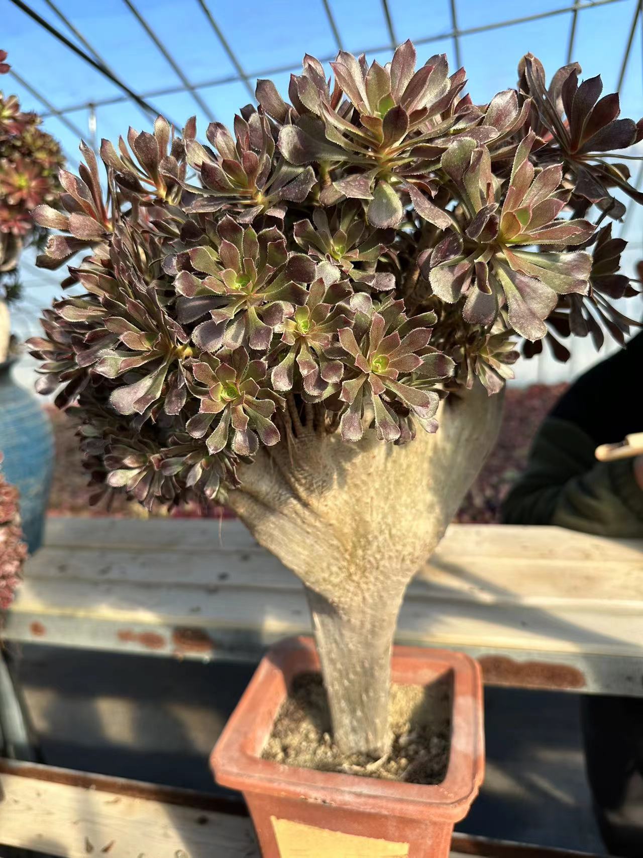 Grey Mage crested high50cm/wide35cm has roots/Aeonium Affix / Variegated Natural Live Plants Succulents