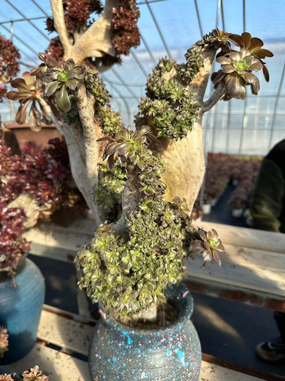 Graumagier mit Haube, 50 cm hoch/30 cm breit, hat Wurzeln/Aeonium-Affix/bunte natürliche lebende Pflanzen, Sukkulenten