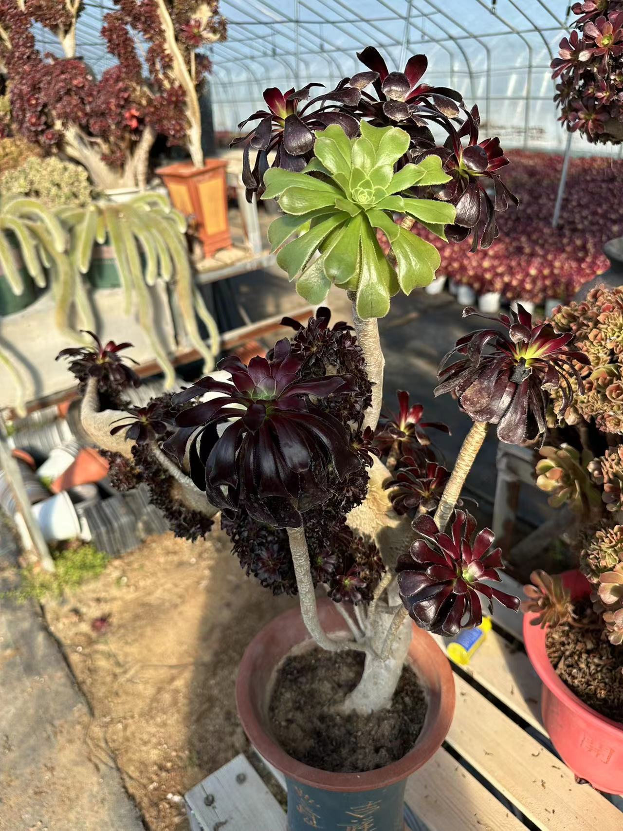 Aeonium'Zwartkop' crested high50cm/wide50cm has roots/Aeonium Affix / Variegated Natural Live Plants Succulents