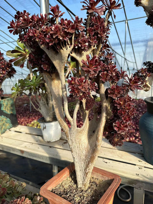 Black mage crested high66cm/wide38cm has roots/Aeonium Affix / Variegated Natural Live Plants Succulents