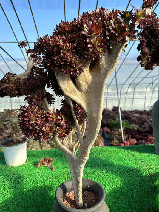Black mage crested high70cm/wide37cm has roots/Aeonium Affix / Variegated Natural Live Plants Succulents