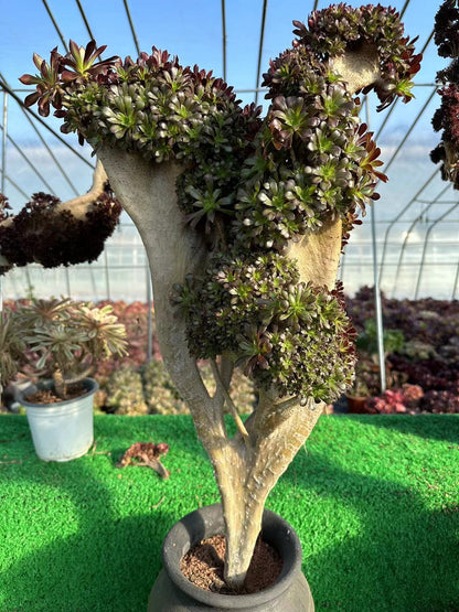 Black mage crested high70cm/wide37cm has roots/Aeonium Affix / Variegated Natural Live Plants Succulents