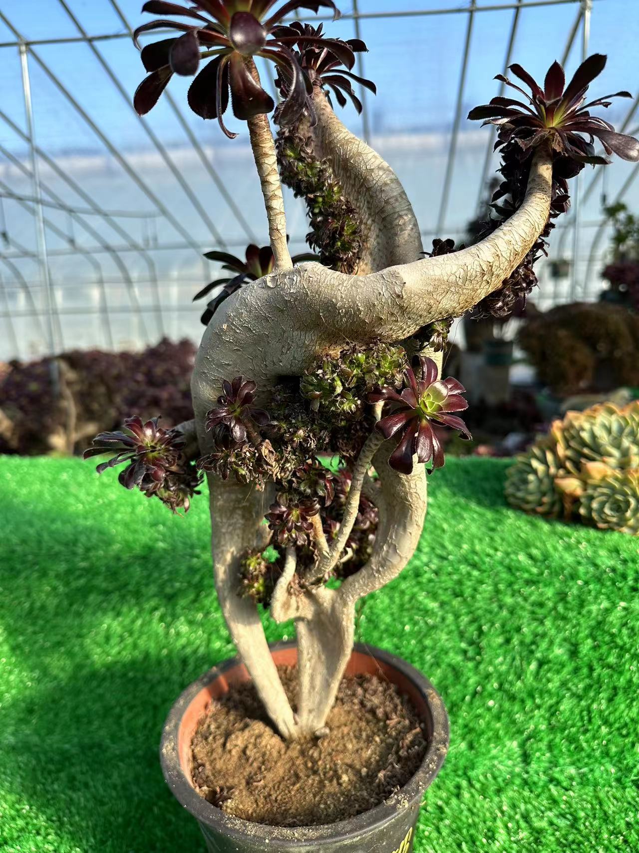 Aeonium'Zwartkop' crested high50cm/wide25cm has roots/Aeonium Affix / Variegated Natural Live Plants Succulents