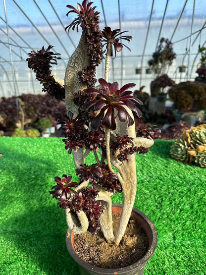 Aeonium 'Zwartkop' mit Haube, 50 cm hoch/25 cm breit, hat Wurzeln/Aeonium Affix / Bunte natürliche lebende Pflanzen, Sukkulenten